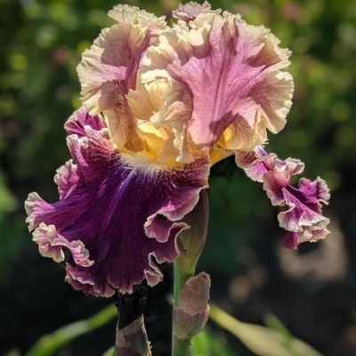 Montmartre (Keppel, 2007)